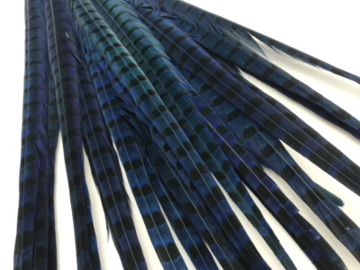 50 Pieces -18-22'' Blue Dyed Over Natural Long Ringneck Pheasant Tail Feather