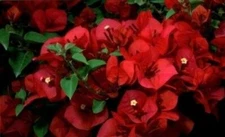 Well Rooted**SAN DIEGO RED* Live Bougainvillea starter/plug plant*USA SELLER*