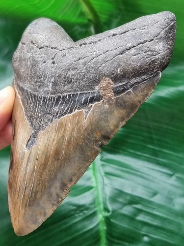 12,1 cm gemusterter Zahn des Megalodon - Haizahn Fossil - Bild 3 von 7