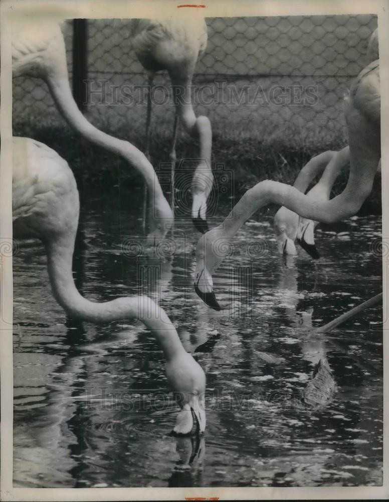 1959 Press Photo Flamingos at Chessington England zoo | eBay