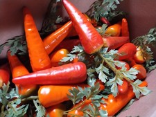 100-pack Artificial Carrot Orange Vegetables Lot Props 50 SAN DIEGO PICKUP LOT