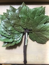 Vintage Millinery Flower 2 1/8" Leaf 24pc Bunch Shaded Green for Hat  Hair B45