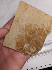 Print Stone Slab Dendritic Limestone Dendrites