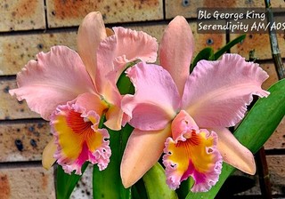 Rhyncholaeliocattleya Orchid Rlc George King 'Serendipity' AM/AOS OUTSTANDING