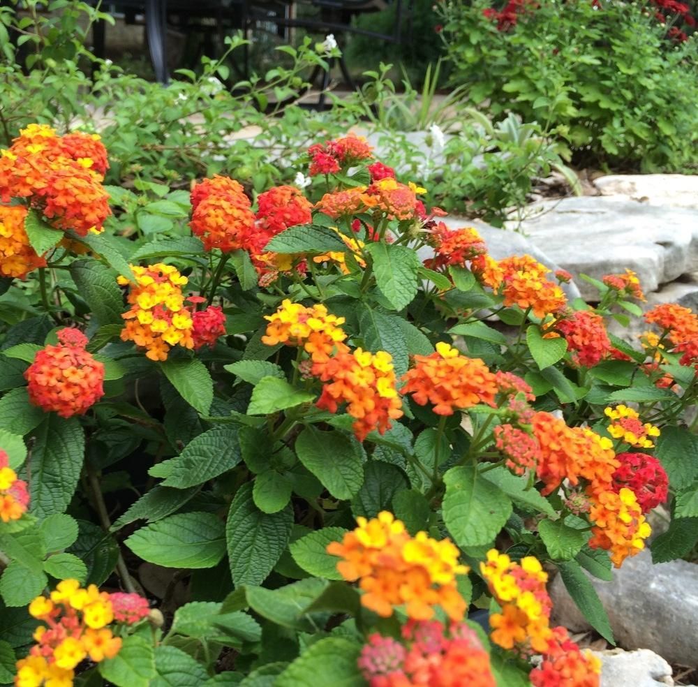 How To Grow Texas Lantana (Lantana Urticoides) Petal Republic atelier