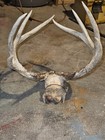 Wild 10 point Whitetail Deer Skull European Decor Man Cave Taxidermy Buck — photo 3