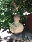 2 Home Grown Birdhouse Shaker Gourd Prepared For Artisan Crafting