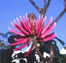 Erythrina amazonica, Amazon Coral Tree tropical plant Korallenbaum seed 10 seeds