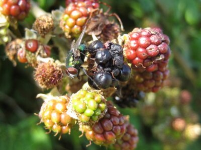 Foto 6x4 Greenbottle auf Brombeeren Hardington Mandeville die reifen und c2008
