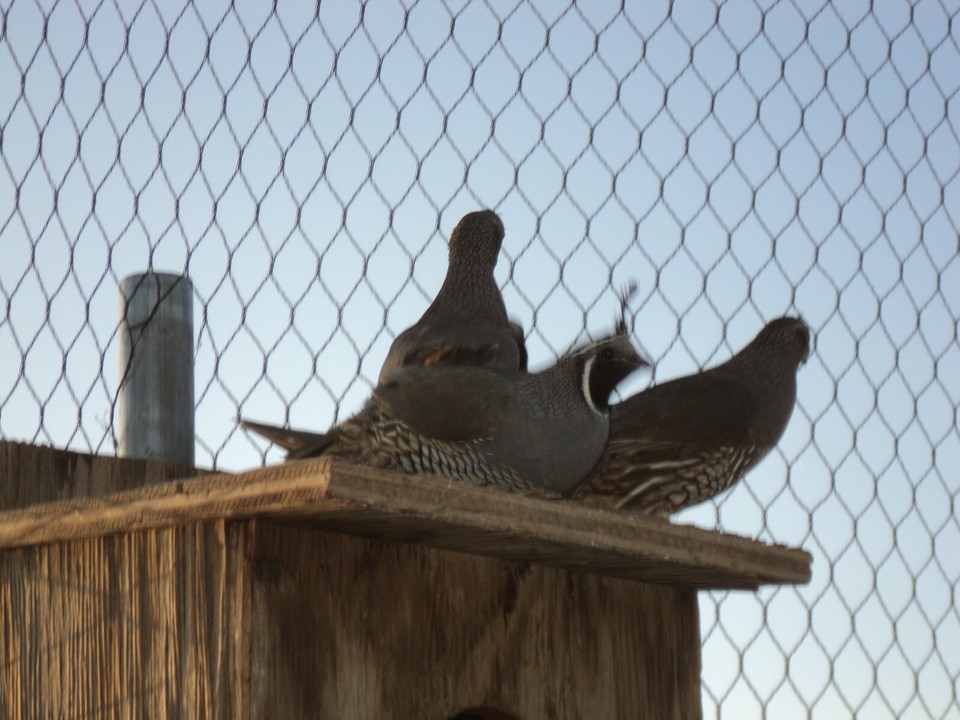 20+2 Valley Quail eggs eBay