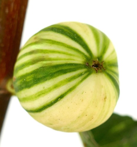 Ficus carica cv Panaché (Striped Fig) 70-80cm - - Picture 4 of 5