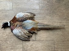 Rooster RINGNECK PHEASANT SKIN 2 Wings Tail Feathers Wall Art Taxidermy Man Cave