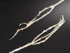 Starry Lights White LED 10 Foot Long String of Christmas Lights