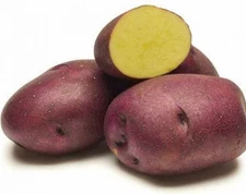 Huckleberry Gold Potato -2 lbs pounds- Certified Whole Seed Potatoes for Spring