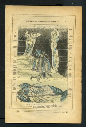 HOMARD ANEMONE DE MER MOLLUSQUE Gravure de 1887