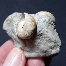 SM48 - GIBBULA, ANADARA, Fossile, Pliozän (Italien)