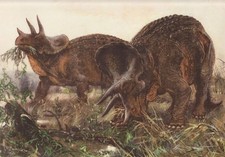 WEST USA Prehistoric Dinosaur TRICERATOPS Color Print By Z Burian 1963 VF 9x13"