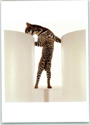 39427220 - Lausanne Ocelot A new Vision of Endangered Wildlife von James Balog