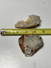 Seashells, two, with Barnacles unique - found on Florida USA beach