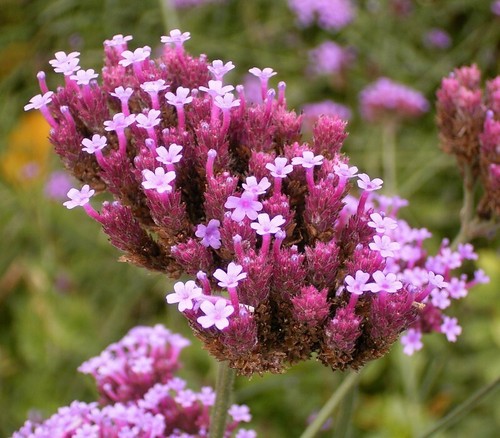 VERBENA BONARIENSIS, *233 SEEDS,* TALL VERBENA, HARDY, PURPLE FLOWERS, EZ 2 GROW - Picture 4 of 11