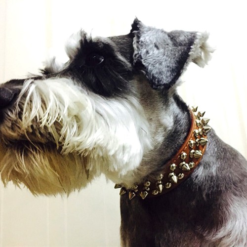 Soft Leather Spiked Studded Pet Dog Collar Rivets Adjustable Puppy Cat Chihuahua - Imagen 11 de 22