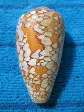 Conus Pennaceus 54mm E.Afr-Poly-Haw.  La Jolla Cave & Shell Shop 1997