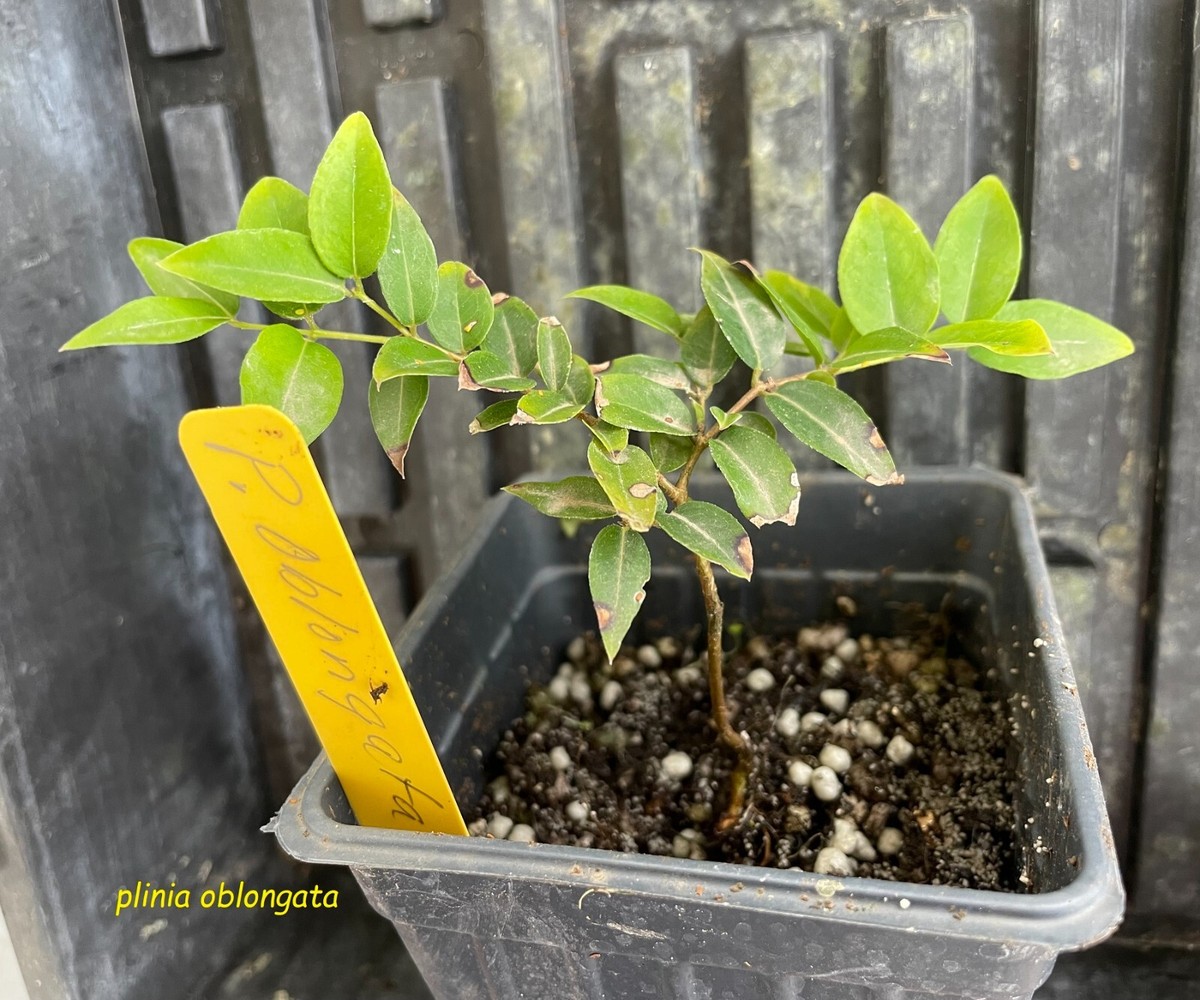 JABOTICABA AZEDA~ Plinia Oblongata rare Jabuticaba Fruit Tree live
