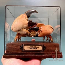 Crab specimen real Menippe rumphii, museum-quality, collection gift