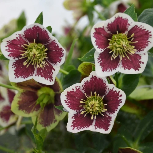 Hellebore Romantic Getaway  Perennial  Fall is for planting Great time to plant