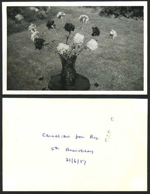 Nelken von Ray 5th Anniversary 1957 altes Echtfoto