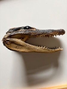 Alligator Head