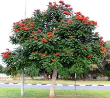 African Tulip Magnolia Flower Tree Seeds Spatho. campanulata Flame of The Forest