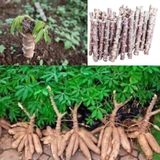 Organic Sweet Cassava Sticks Yuca/Manioc Cuttings for High-Yield Planting sticks