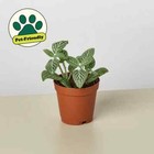 25+ Seeds Fittonia 'White' Plant