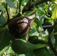 1 Hardy brown Turkey fig Tree, large fruit with red flesh, SELF FERTILE