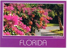 Florida Postcard Bougainvillaea In Bloom