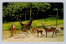Washington DC, National Zoological Park, Sika Deer, Vintage Souvenir Postcard