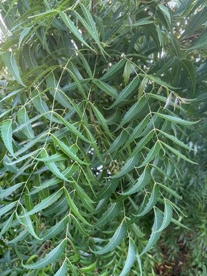 Fresh Organic Neem Leaves (230-250) - Homegrown in Florida (all natural)
