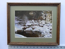 Guy Coheleach IMMATURE SHARP SHINNED HAWK 11x14 framed 4.0 718