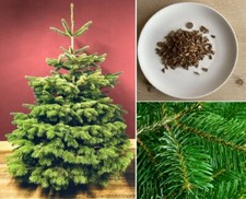 Nordmann Fir | 25+ seeds | Christmas Tree | Picea
