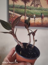 Rare Jewel Orchid Ludisia Discolor Live  Houseplant In Plastic Pot