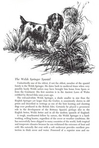 Welsh Springer Spaniel - 1964 Vintage Dog Art Print by Raymond Pease