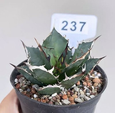 Pot 10cm 1PCS Random Rare Cacti Agave Titanota Trident Plant Garden Decor