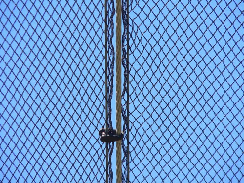 Flex Clips Pack 50 : Join Net to Cable & Wires; Small -Tested 140 Kg - Picture 6 of 6