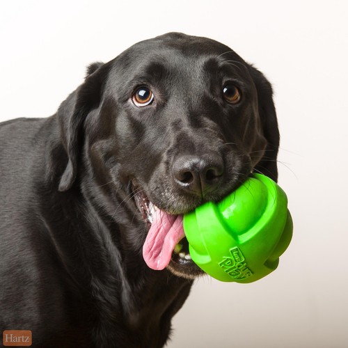 Hartz Dura Play Ball Dog Toy, Large, Color May Vary - Picture 6 of 19