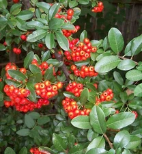 Scarlet Firethorn, Pyracantha coccinea, Shrub, Bush (30+ Seeds) (01)
