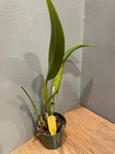 Blc. Joe `Laci Lynn' Original Division Select Cattleya Orchid Plant — photo 2