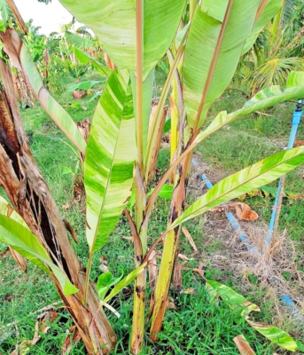 Promotion*Rare* 10 graines+6*bananier panach * Musa acuminata colla  variegata | eBay