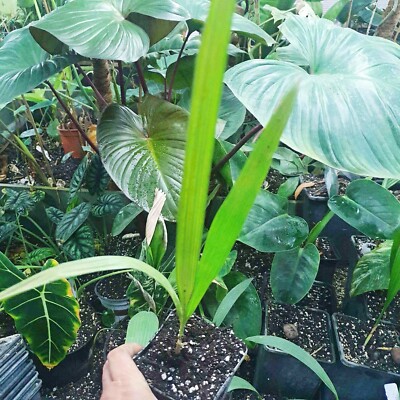 palms 20〜60g19本 Betrock's Landscape Palms: Alan W. Meerow: 9780962976179: Amazon