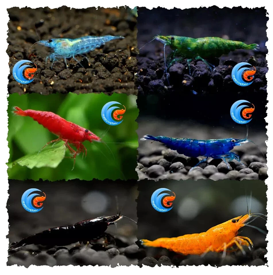 NEOCARIDINE E CARIDINE GAMBERETTI PER ACQUARIO ACQUA DOLCE + OMAGGIO MANGIME - Immagine 2 di 4